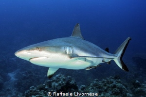 Grey reef shark by Raffaele Livornese 